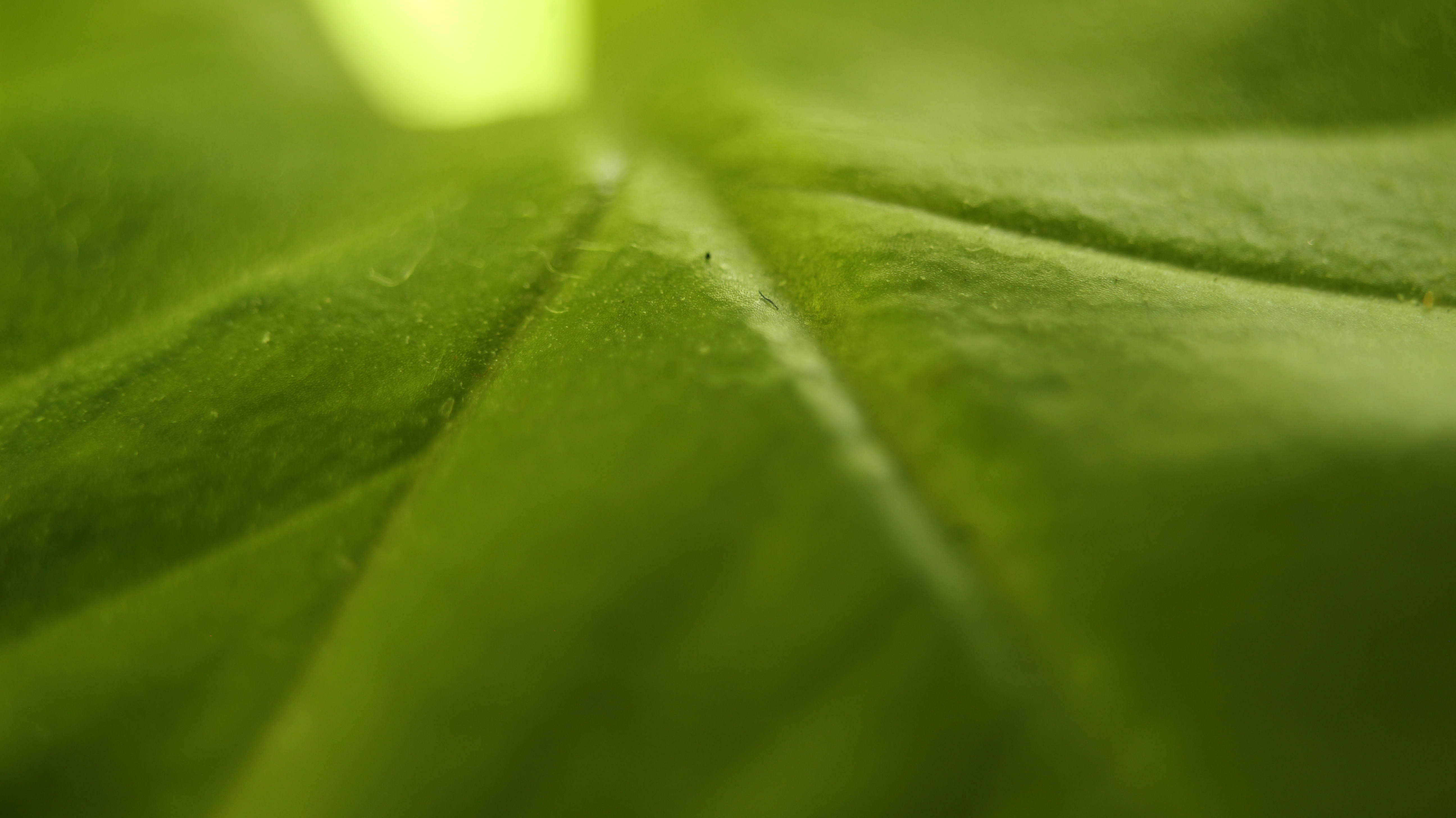 leaf_closeup.JPG