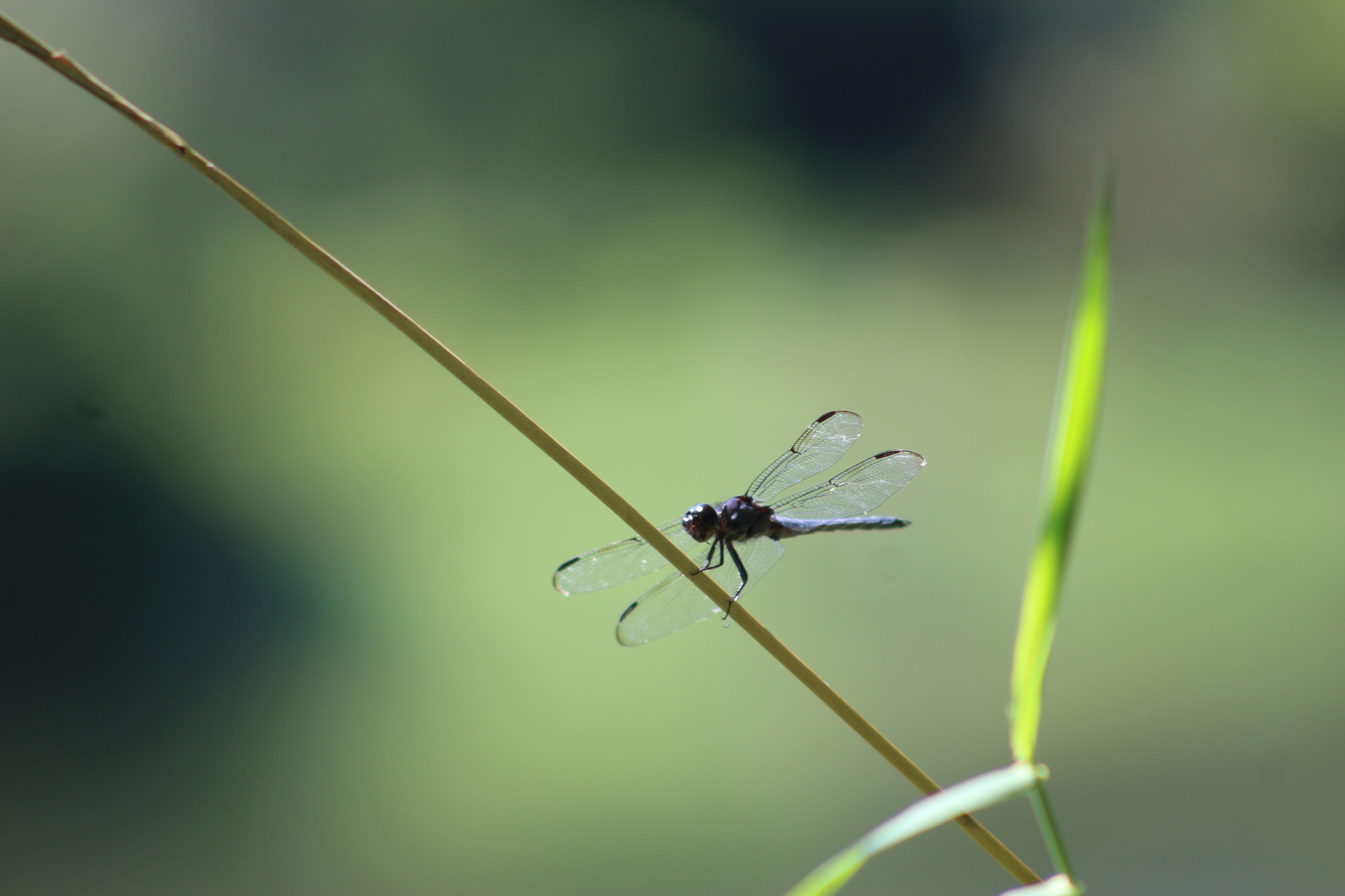 mr_dragonfly.JPG